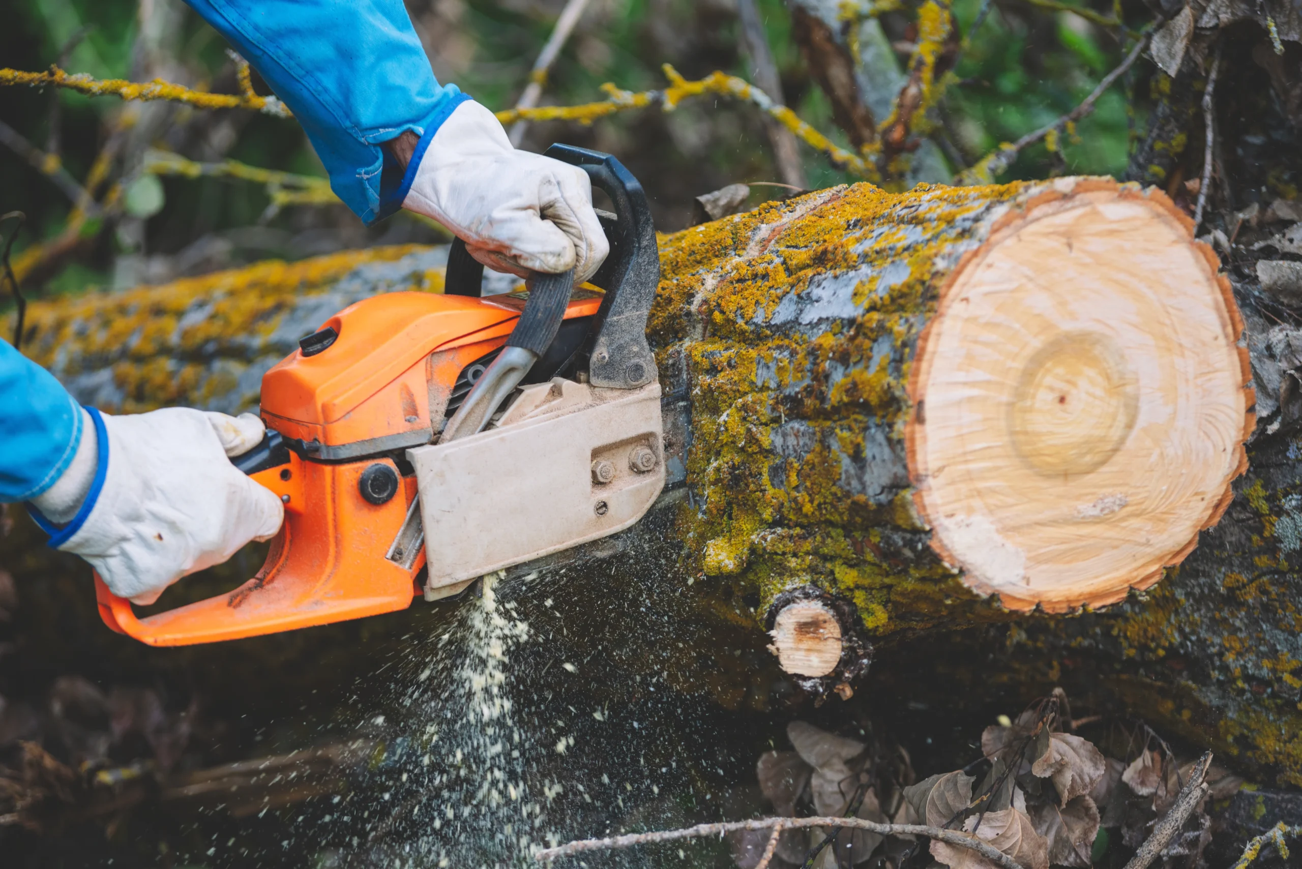 Close up of a lumberjack cutting old wood with a chainsaw.