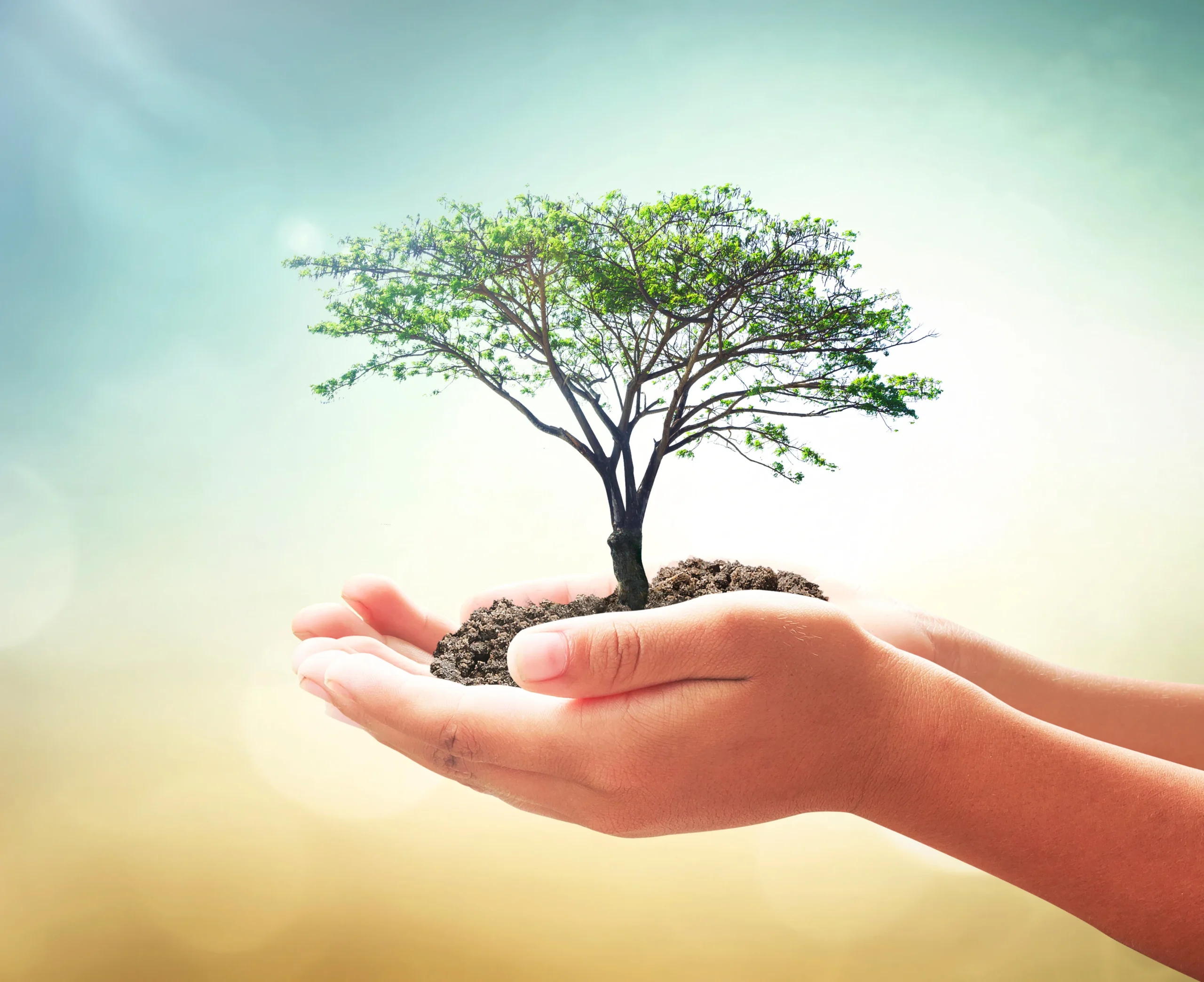 World environment day concept: Human hands holding big tree over blurred abstract beautiful green nature background
