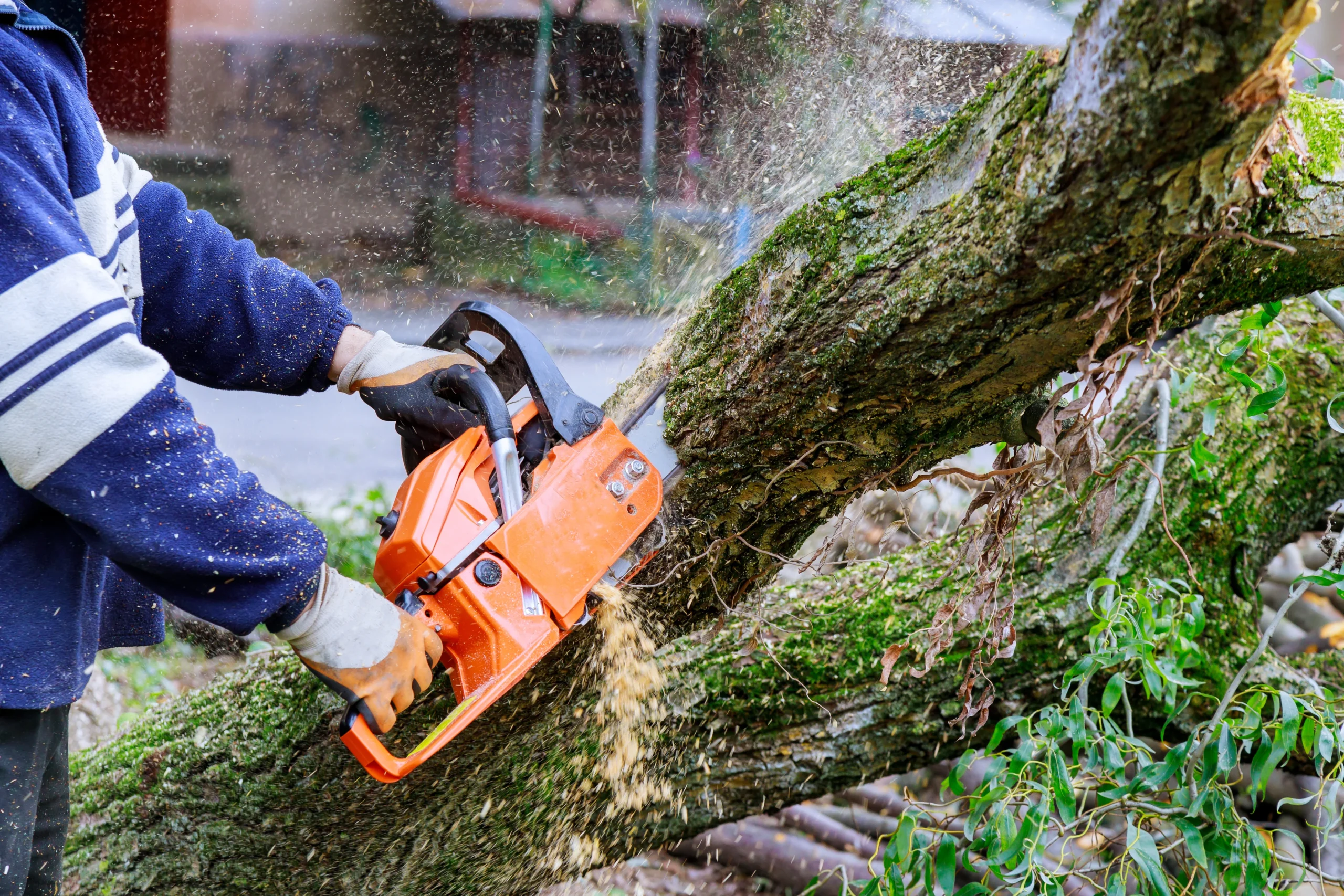 tree cutting