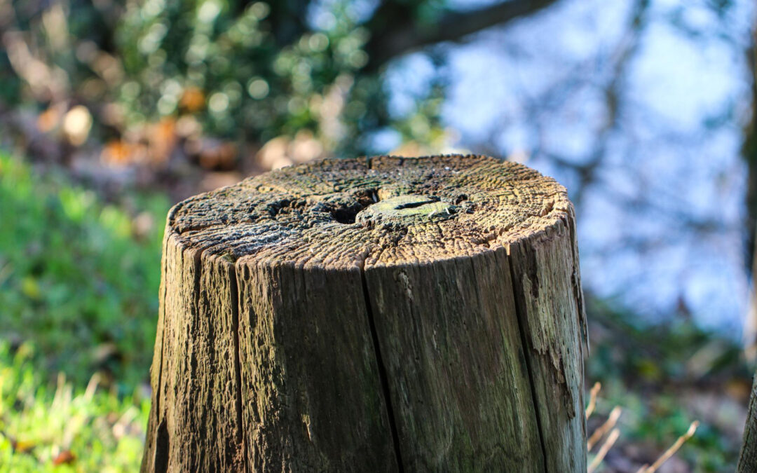 What Makes Professional Stump Grinding Worth It