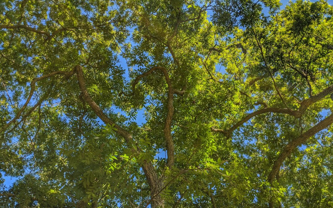 Pre-Winter Tree Care Guide For Property Owners