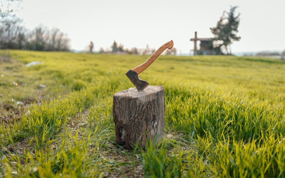 Old Stumps That Need Professional Removal