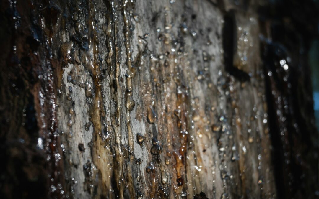 What To Do When Trees Drop Excessive Sap