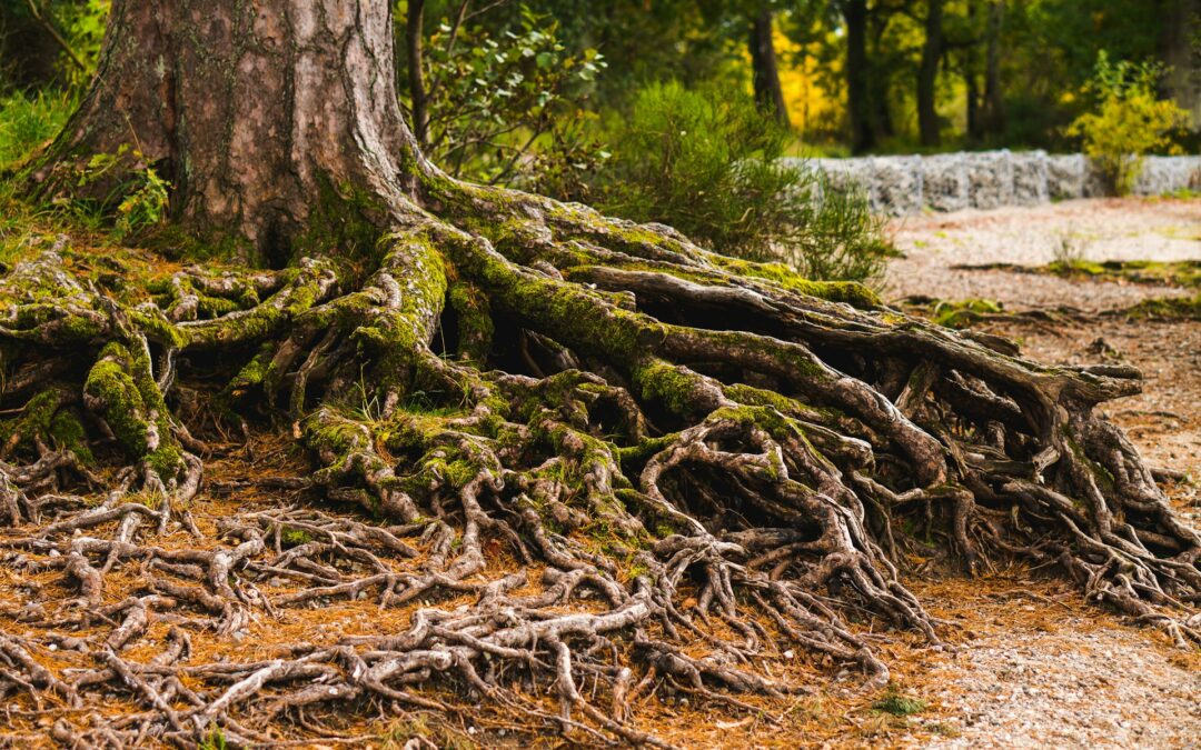 What To Do When Tree Roots Affect Pipes