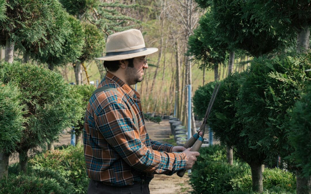 What To Do When Trees Grow Too Dense