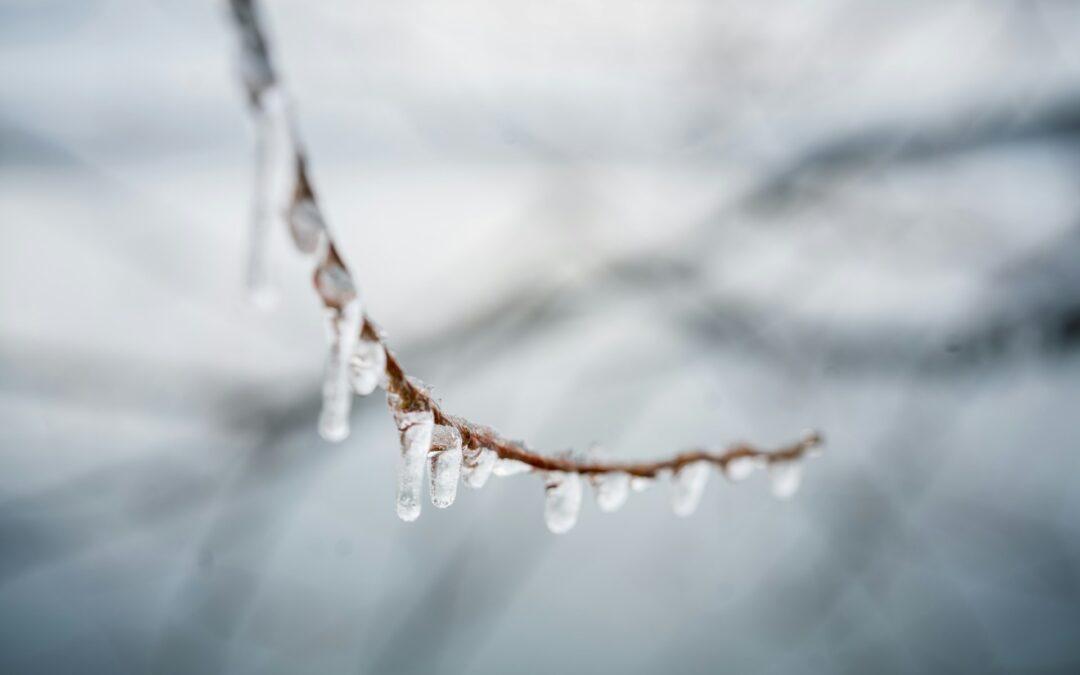 How Tree Removal Contractors in Kyle Respond to Ice Storm Damage