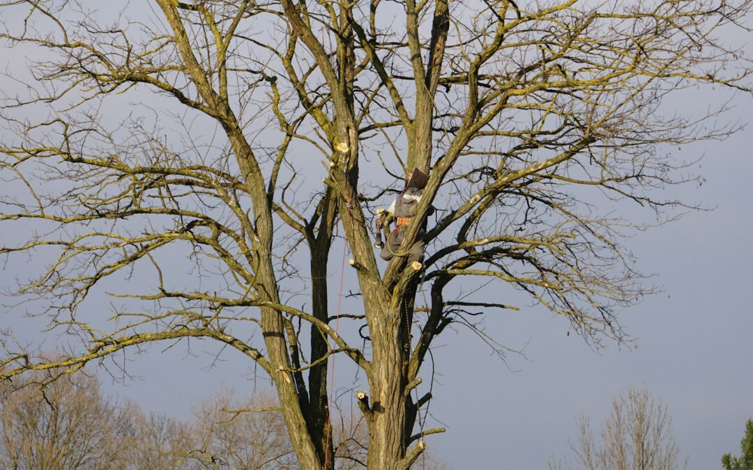 How Experienced Arborists in Austin TX Detect Tree Issues Early