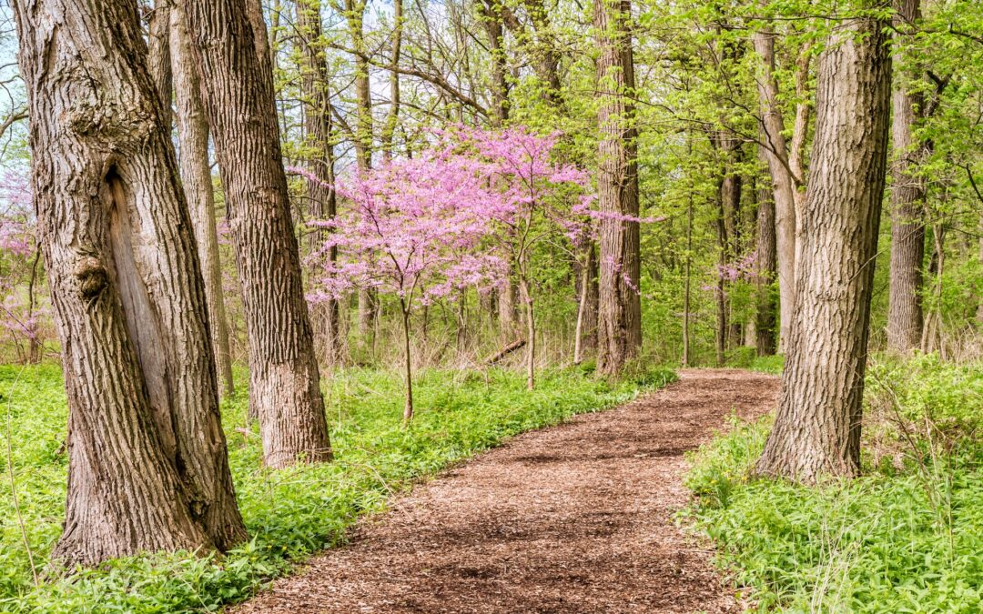 Why Austin Tree Company Inspections Matter Ahead of the Spring