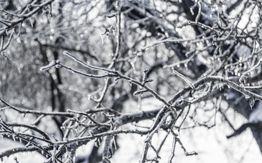Certified Arborist in Austin Steps for Post-Freeze Recovery