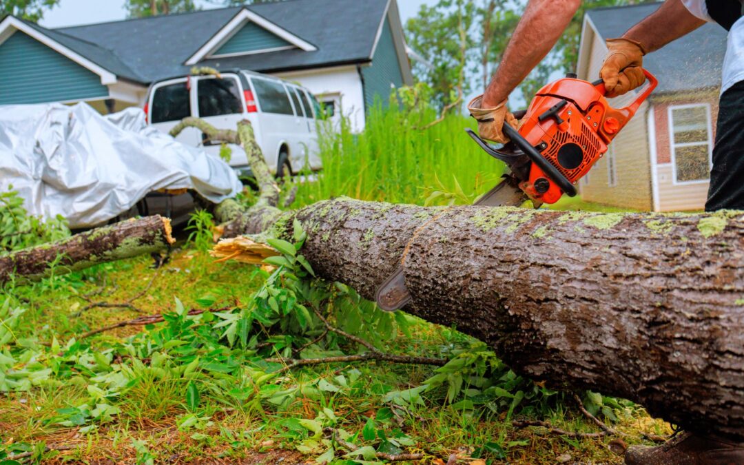 Austin Tree Removal Companies What Homeowners Should Know
