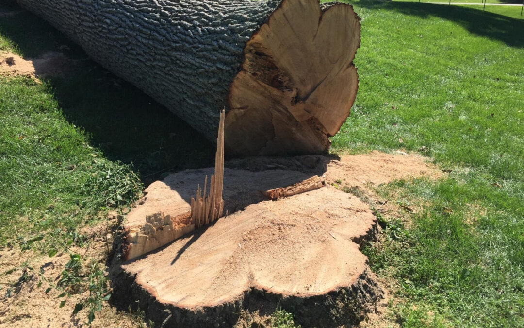 Stump Removal in Austin TX Clearing Space Before Spring Landscaping