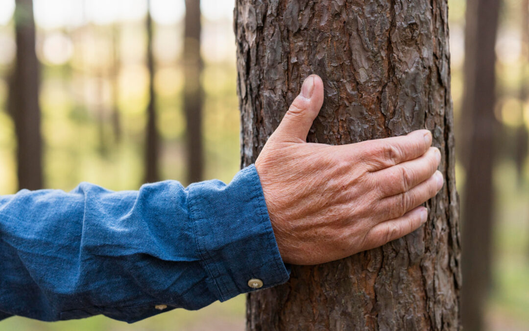 Kyle Tree Care Services How Regular Visits Help Trees in Winter