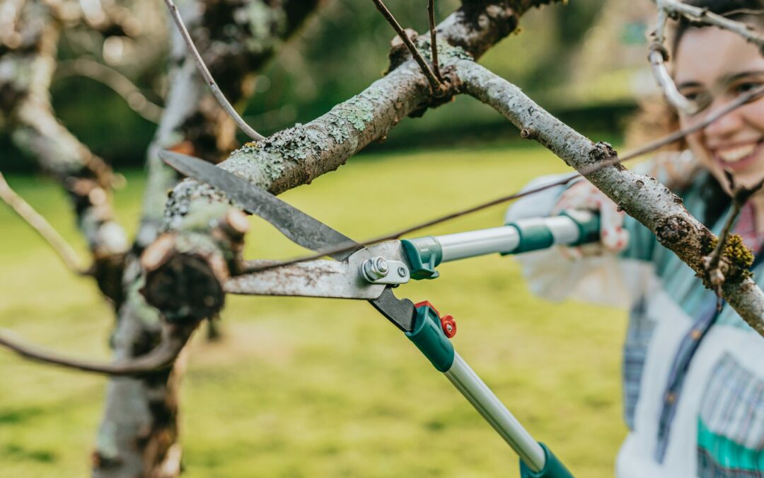 Tree Pruning Service Best Timing for Healthy Growth in Central Texas