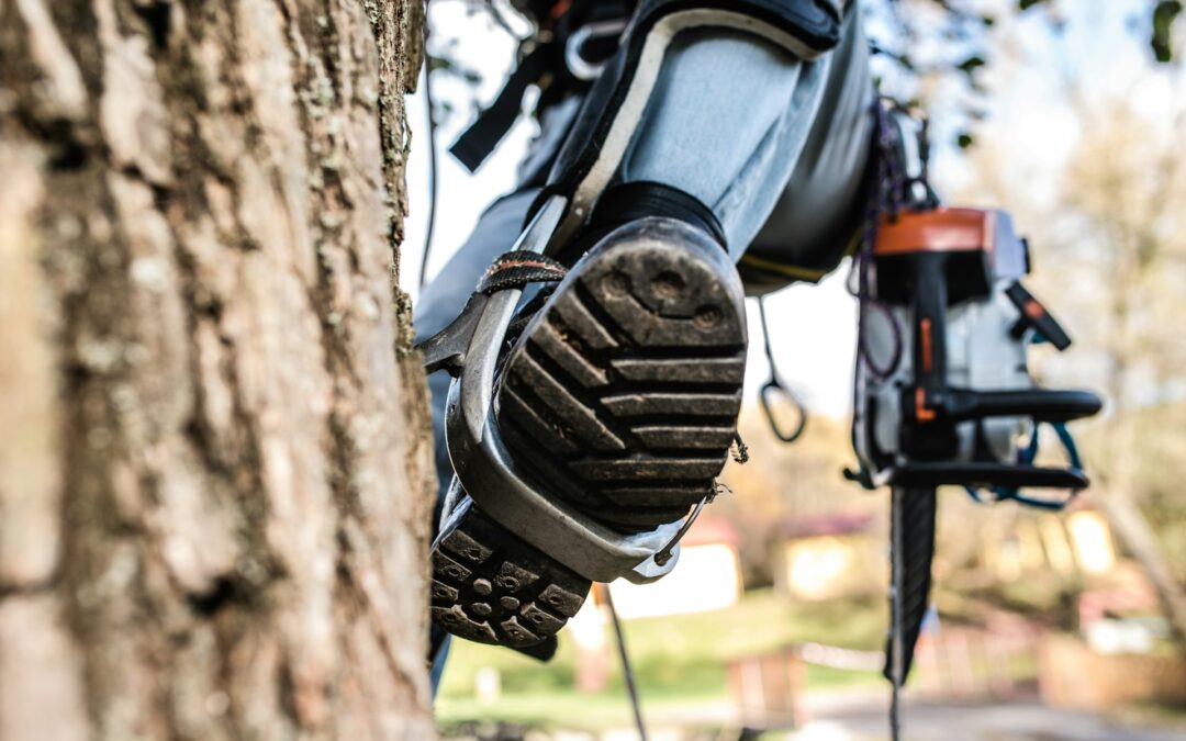 Tree Maintenance Austin TX Simple Steps for a Healthy Spring Yard