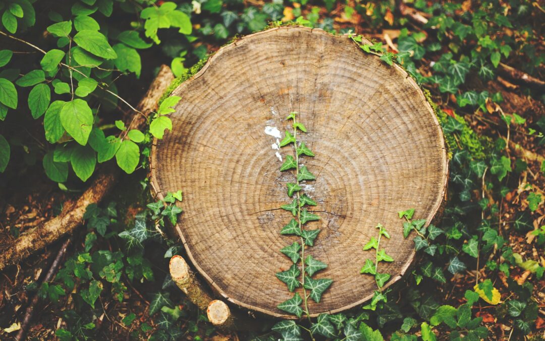 Stump Grinding Services Kyle What to Expect Ahead of Planting