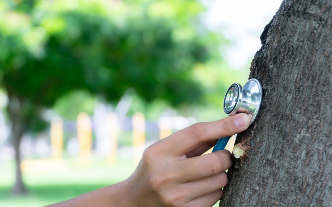 Kyle Tree Experts Monitoring Early Signs of Spring Growth