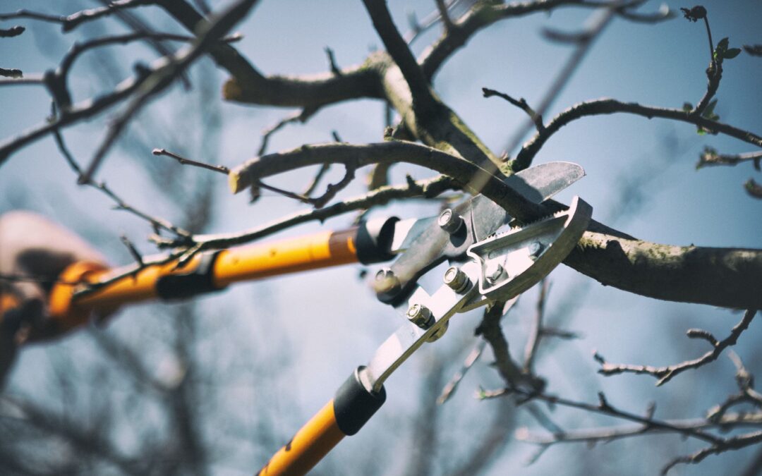 Tree Pruning in Austin TX Guidelines for a Strong Spring Bloom