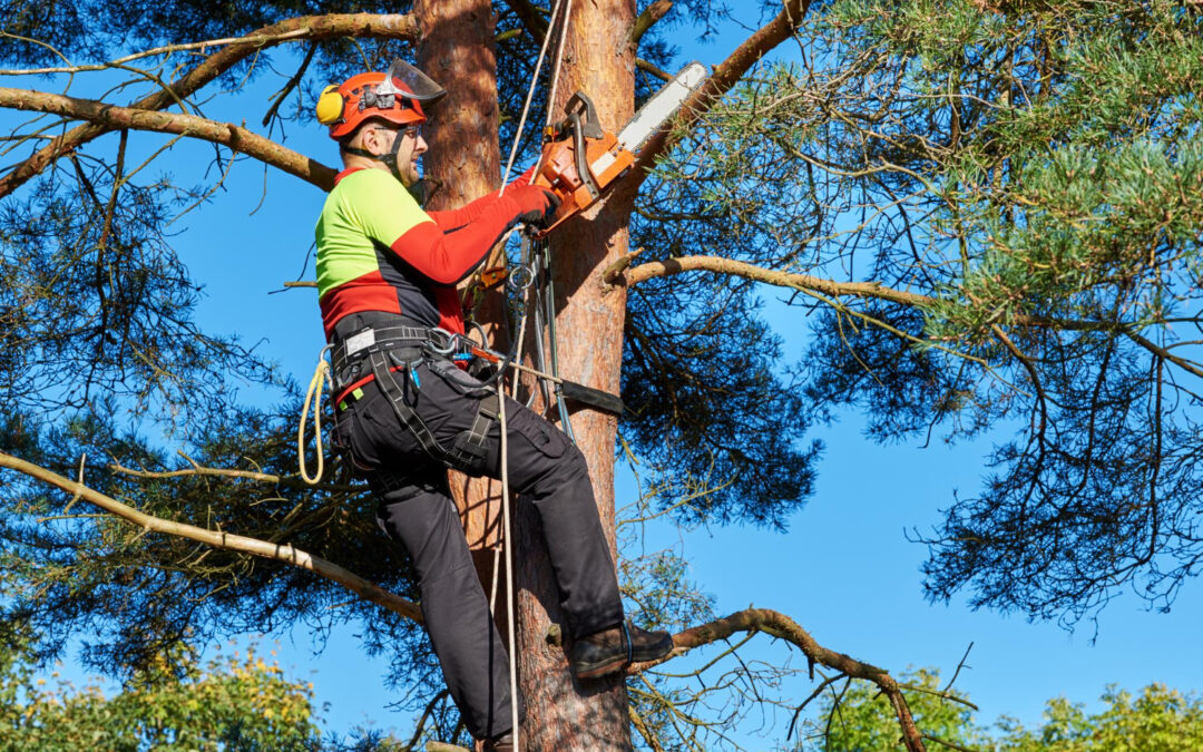 What Tree Service in Austin TX Brings During Peak Pollen Season