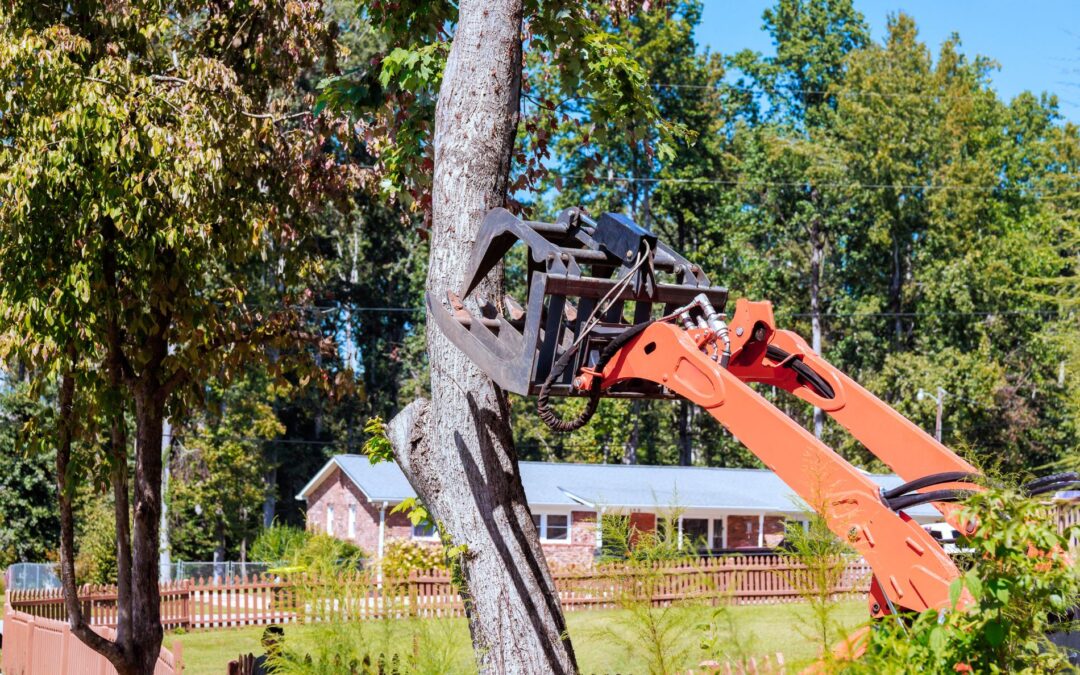 Tree Cutting Service Austin Safety Tips for Spring Yard Projects