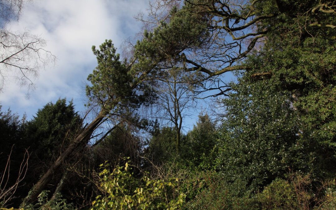 Austin Tree Work Key Signs Your Trees Need Attention This Spring