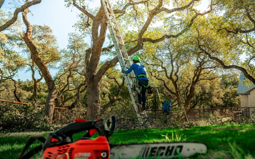Residential Tree Care Preparing for Austin’s Early Spring Winds