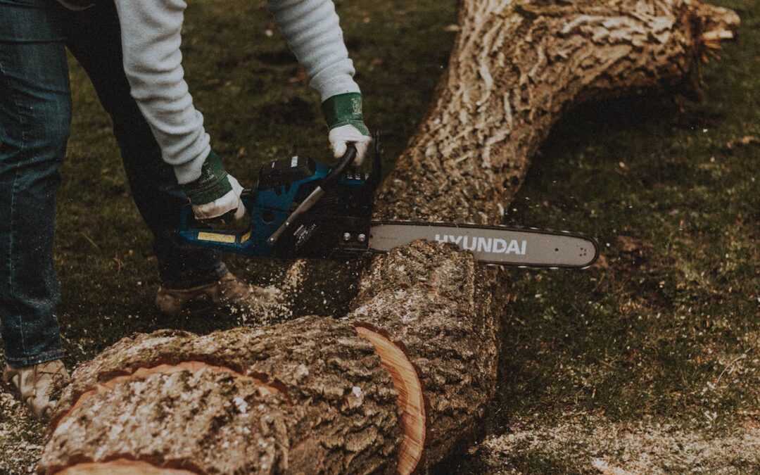 Tree Cutting Services Austin When to Trim to Avoid Springtime Stress