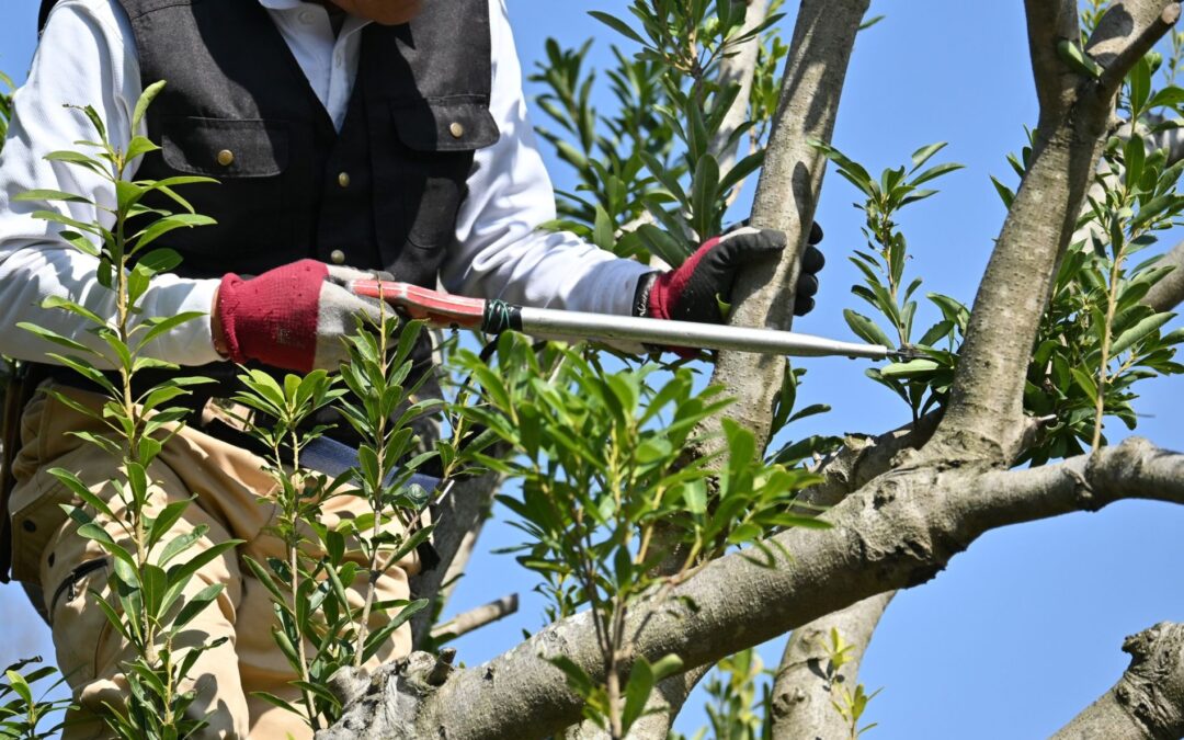 Austin Tree Services Keeping Trees Safe as Weather Warms Up