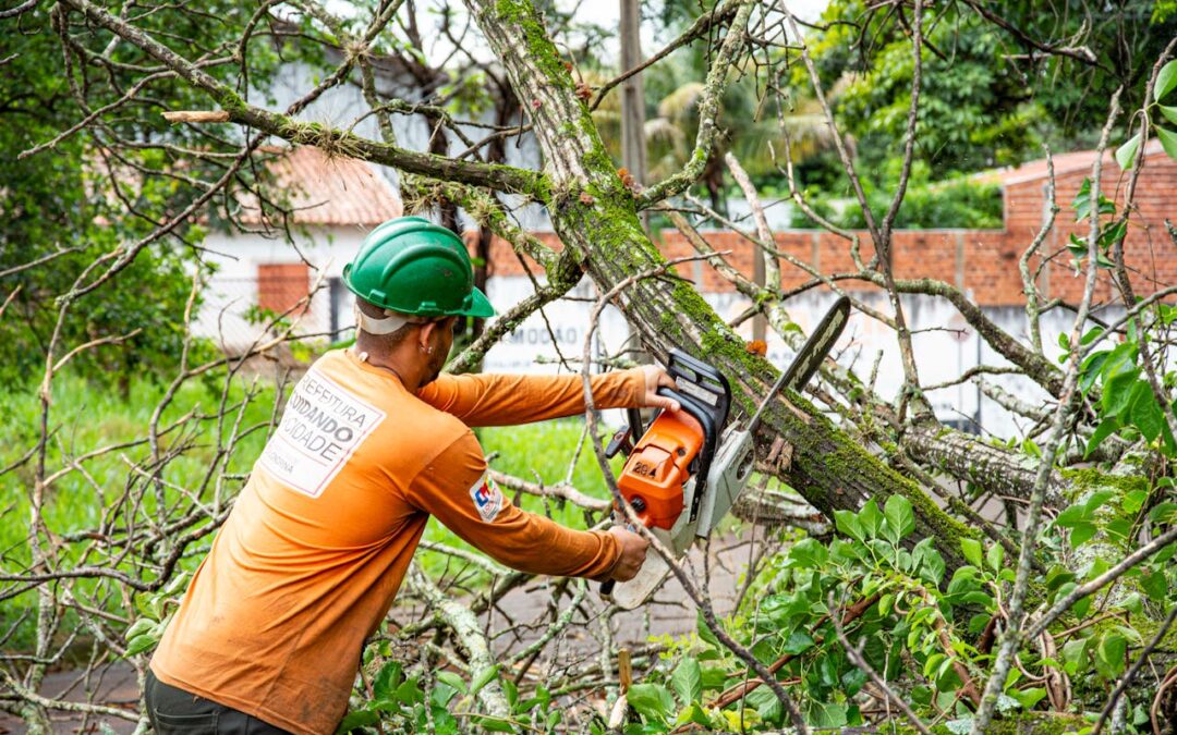 Affordable Tree Service in Kyle Handling Tree Growth Spurts