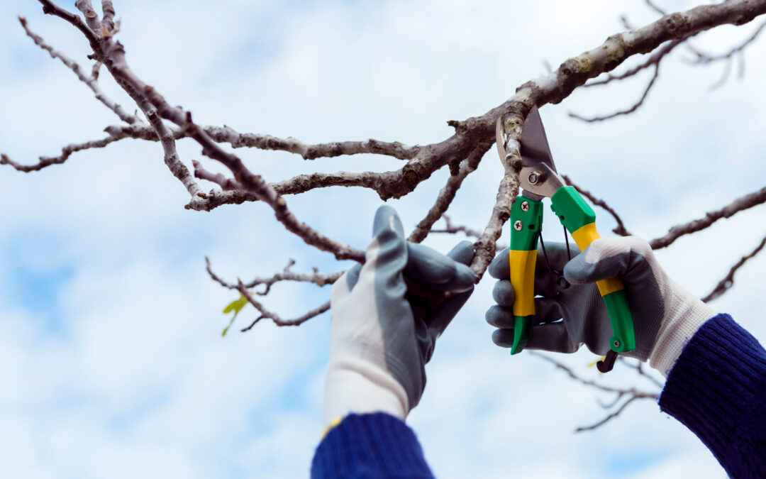 Why Emergency Tree Service Kyle Is a Must During Spring Rains