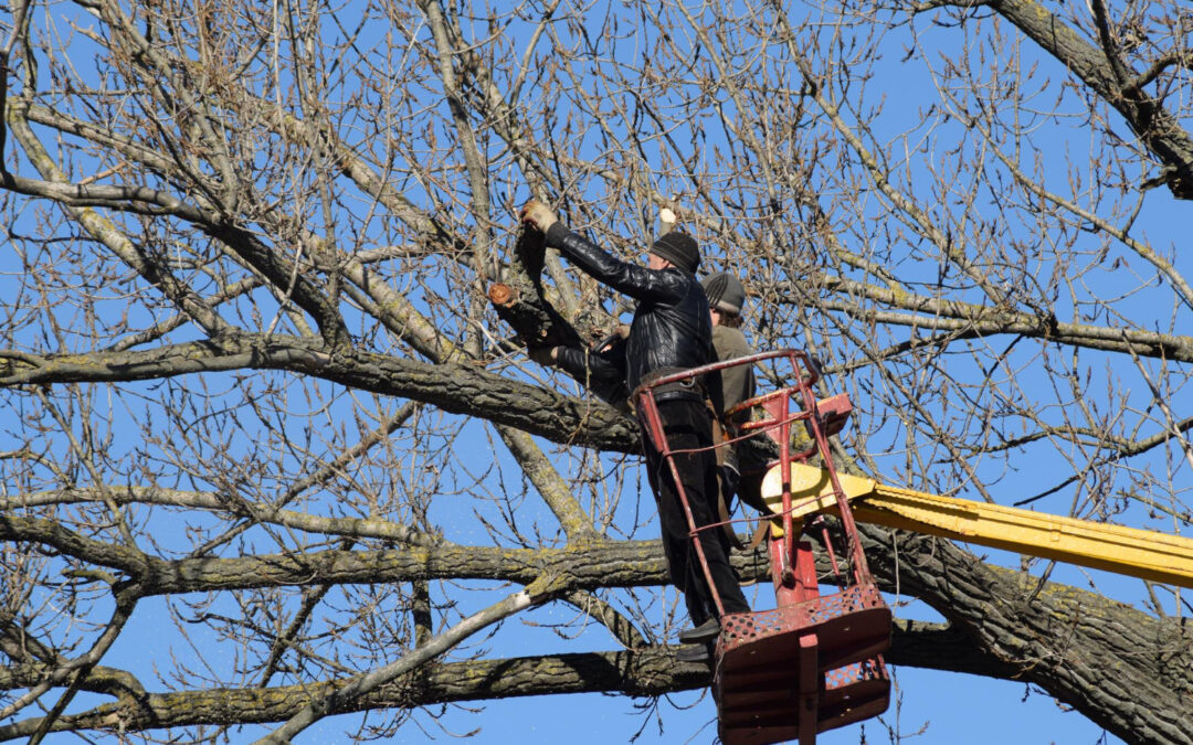 Tree Trimming Service Why Spring Is Best for Setting Tree Shape