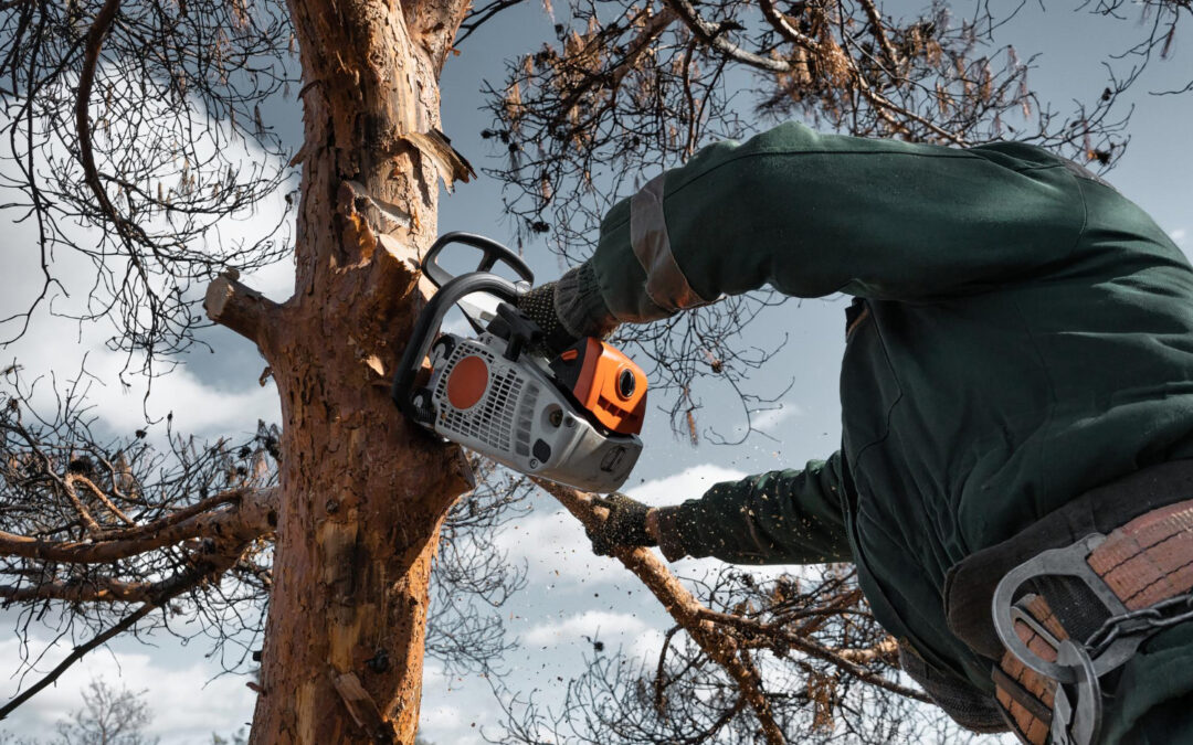 Tree Service Near Me Identifying Nearby Trouble After a Storm