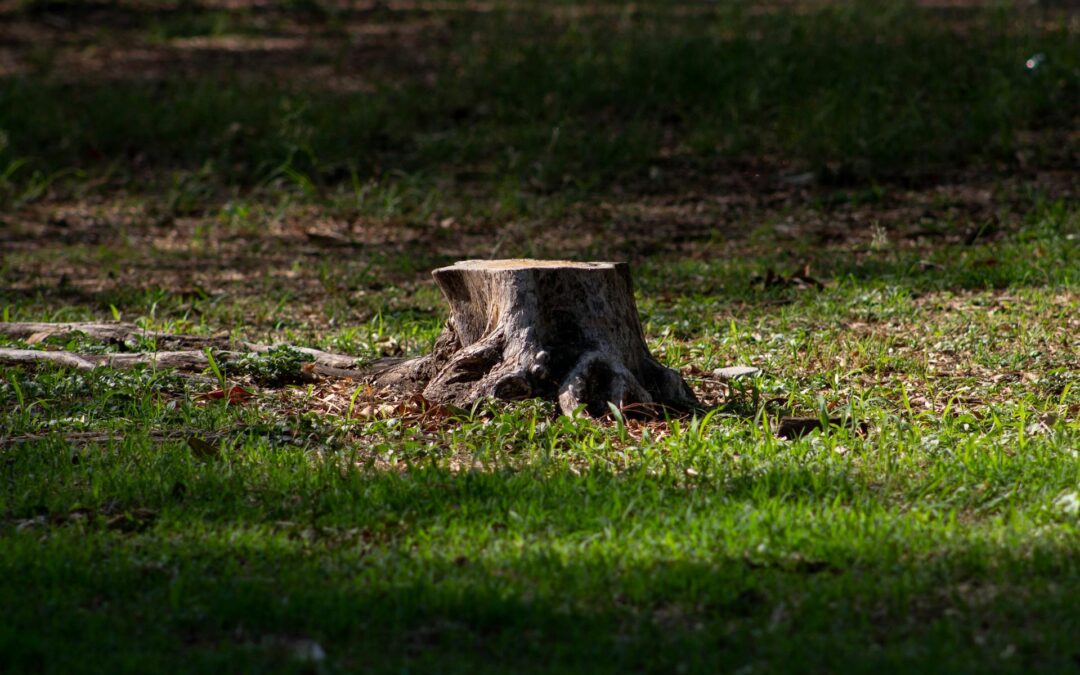 Tree Stump Removal Company Steps to Clear Yard Space Safely