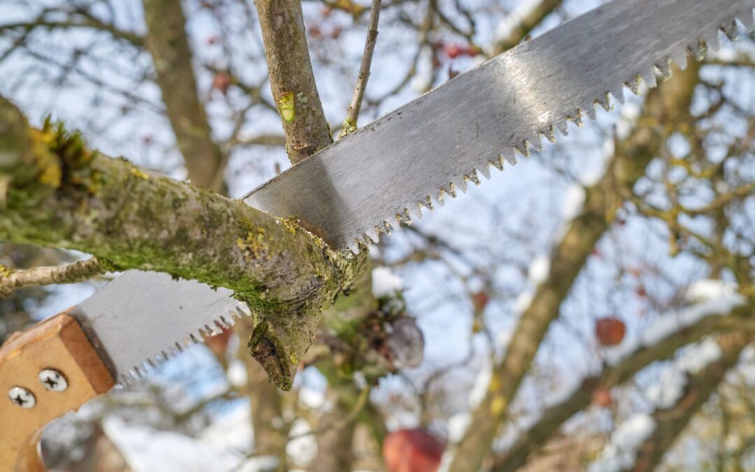 Tree Maintenance Austin When to Prune for Summertime Shade